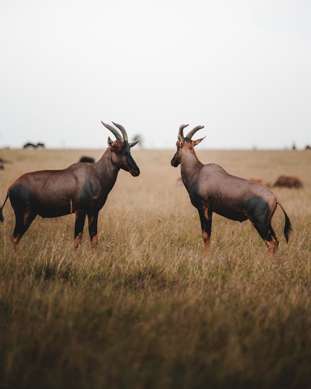 Maasai Mara 
